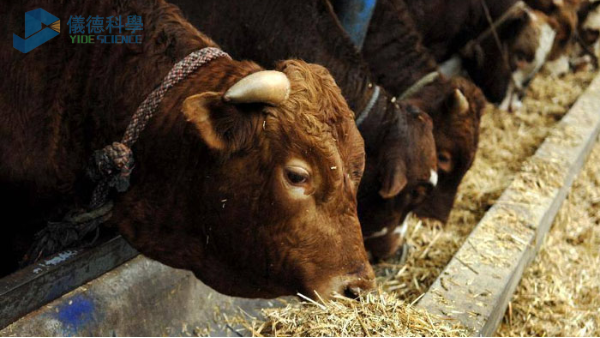 飼料中重金屬影響牧畜健康，智能石墨消解儀分析其含量
